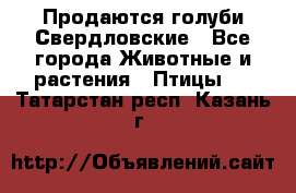 Продаются голуби Свердловские - Все города Животные и растения » Птицы   . Татарстан респ.,Казань г.